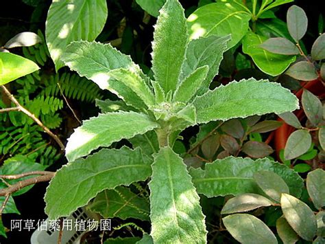 生毛將軍肺積水|阿草伯藥用植物園